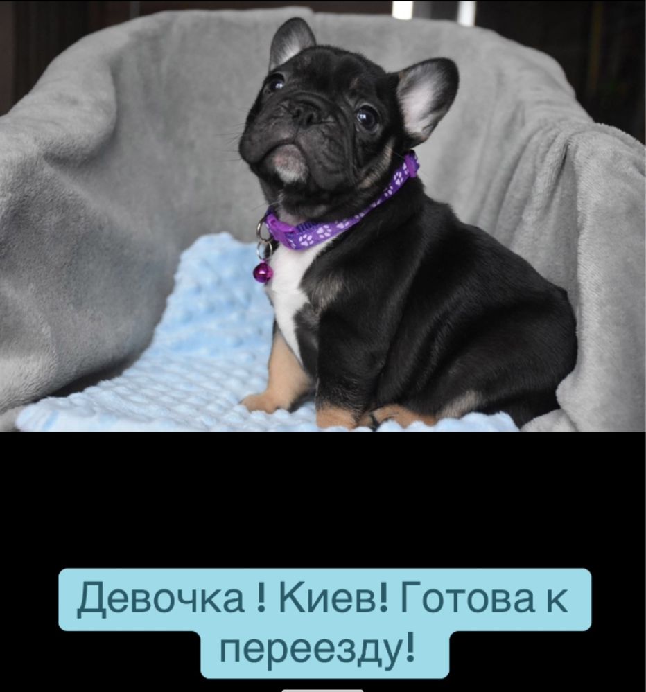 Люкс девочка ! Blek tan готова к переезду