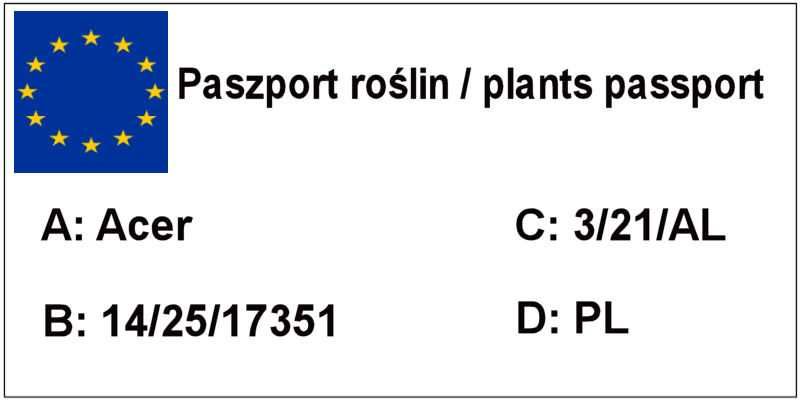 Klon, Klony na pniu czerwony, zielony, żółty- różne kolory