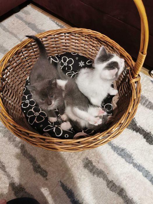 Urocze kociaki do adopcji – 2 niebieskie i 1 biały