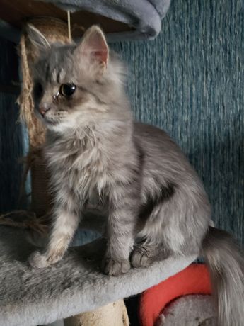 Стерилізована особлива кішечка Пуша 5 місяців шукає родину
