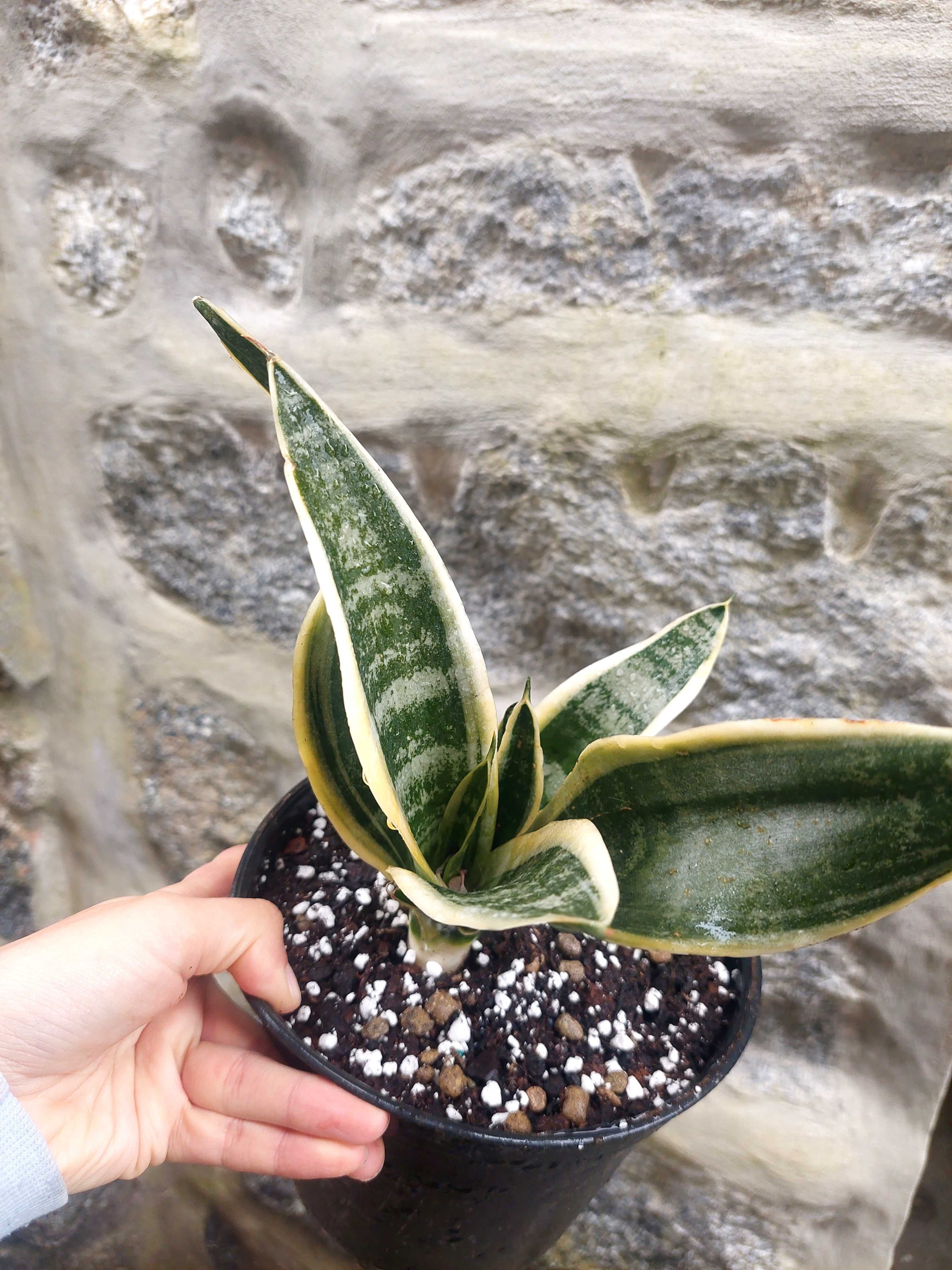 Planta Sansevieria trifasciata
