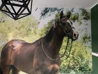 Duza fototapeta 257x299