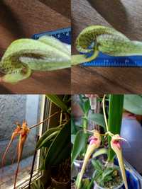 Орхідея. Бульбофілюм. Bulbophyllum.