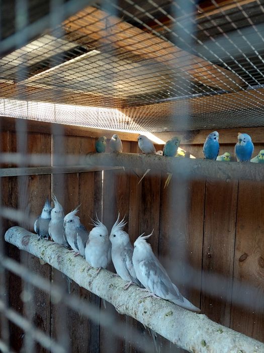 Papugi faliste nimfy zeberki gołąbki diamentowe