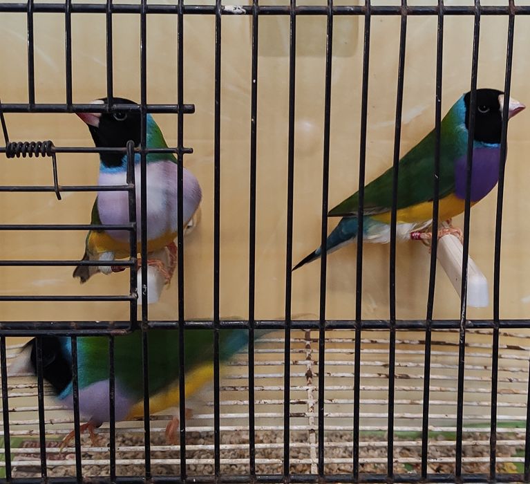 Portadores lutino machos diamante gould