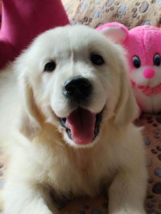 Golden Retriver com LOP e Afixo