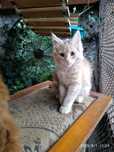 Kotka  Maine coon