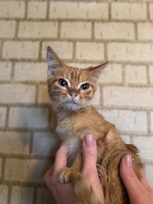 Віддам кошенят у добрі руки