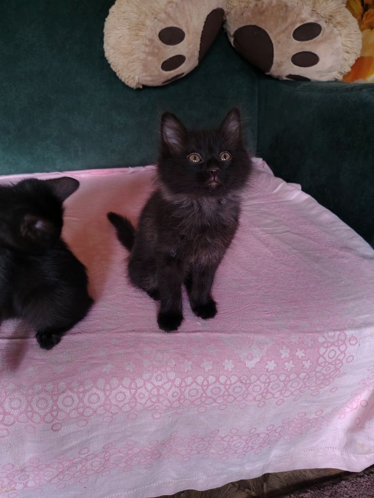 Котята в добрые руки.