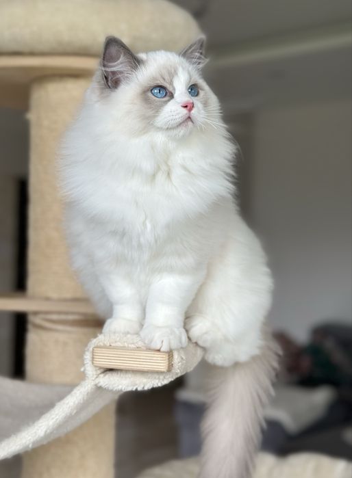 Śliczny kocurek ragdoll hodowlano wystawowy FIFE Fpl