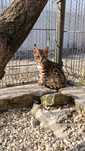 Gatinho Raça bengal