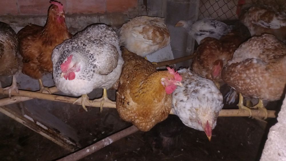 Vende se galinhas, frangos e patos