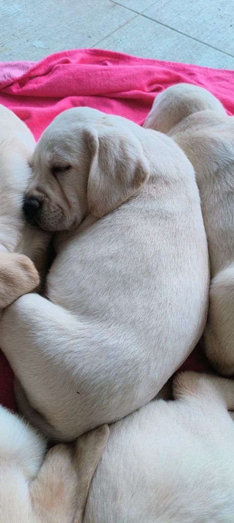 Labrador Retriever