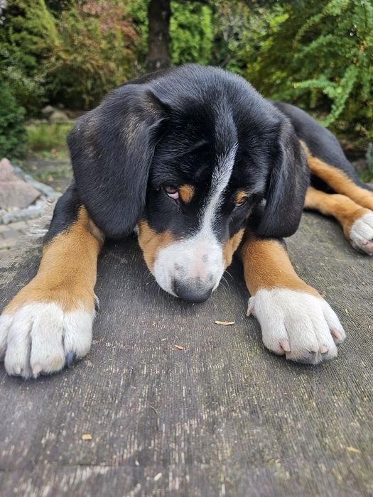 Entlebucher szczeniak