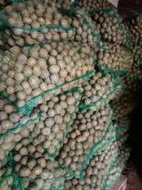 Ziemniaki wielkości sadzeniaków