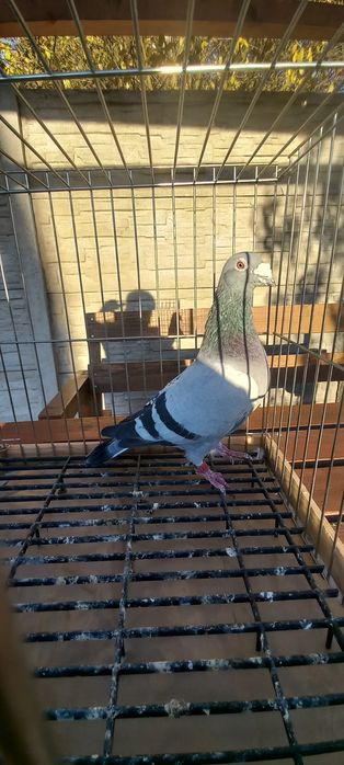 Gołebie pocztowe Deklak