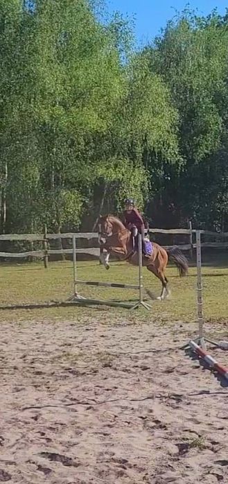 Sprzedam Spokojny, odważny skoczny wałach sport/rekreacja