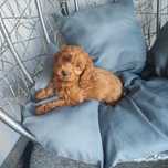 Cockapoo > Cocker Spaniel & pudel > dostępna suczka .