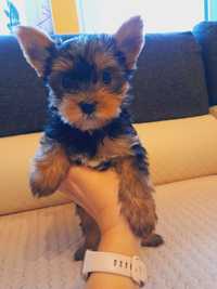 Yorkshire terrier