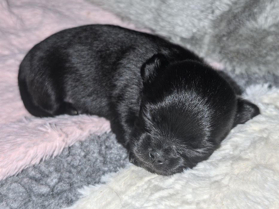 Chihuahua długowłosa ZKwP/FCI