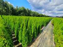 Promocja Ekologiczna Thuja Smaragd tuja szmaragd 150-200 cm