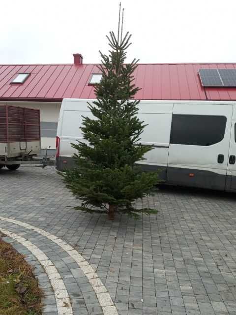 Choinki hurt i detal