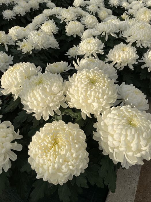 Chryzantemy hurt-detal