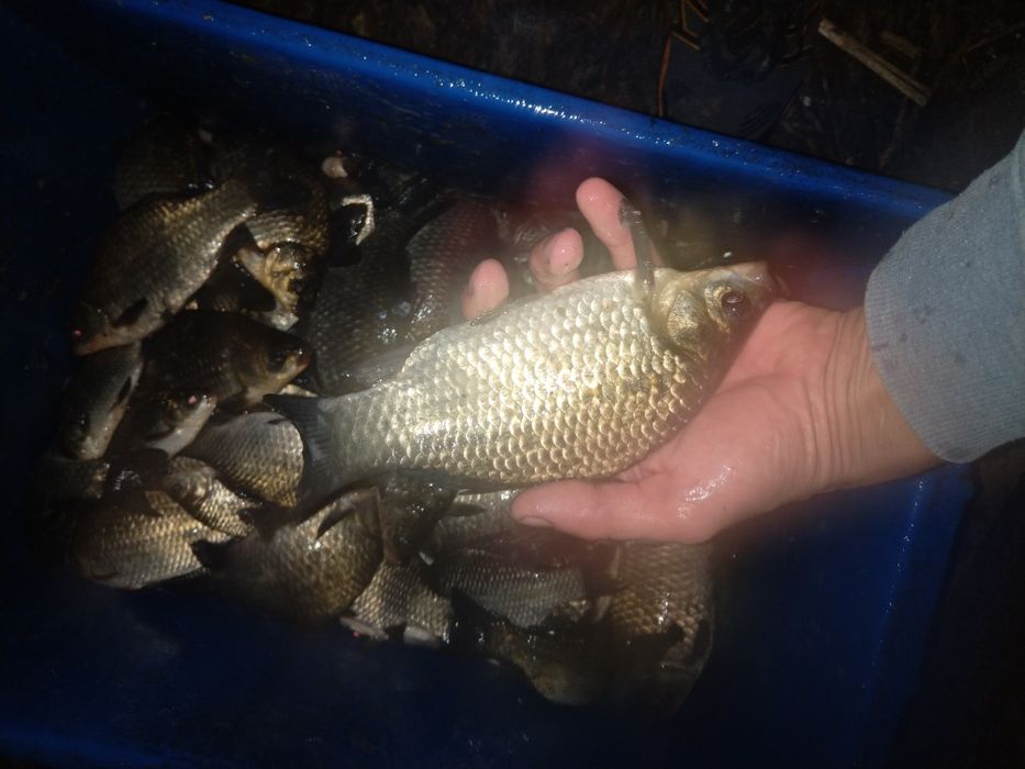 Karas srebrzysty japoniec  żywic suma szczupaka 15-25cm