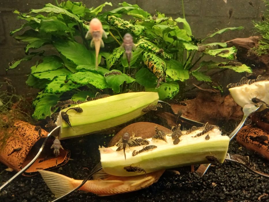 Młode glonojady/zbrojniki