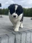 Border collie szczeniaczek