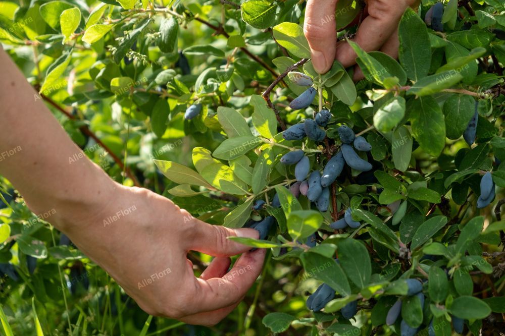 Jagoda kamczacka 'Karina' Plenna duże owoce (Lonicera caerulea)