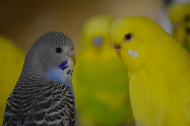 Papugi faliste, papużki