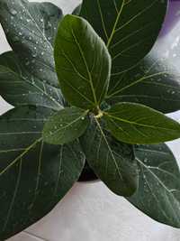 Ficus benghalensis ‘Audrey’