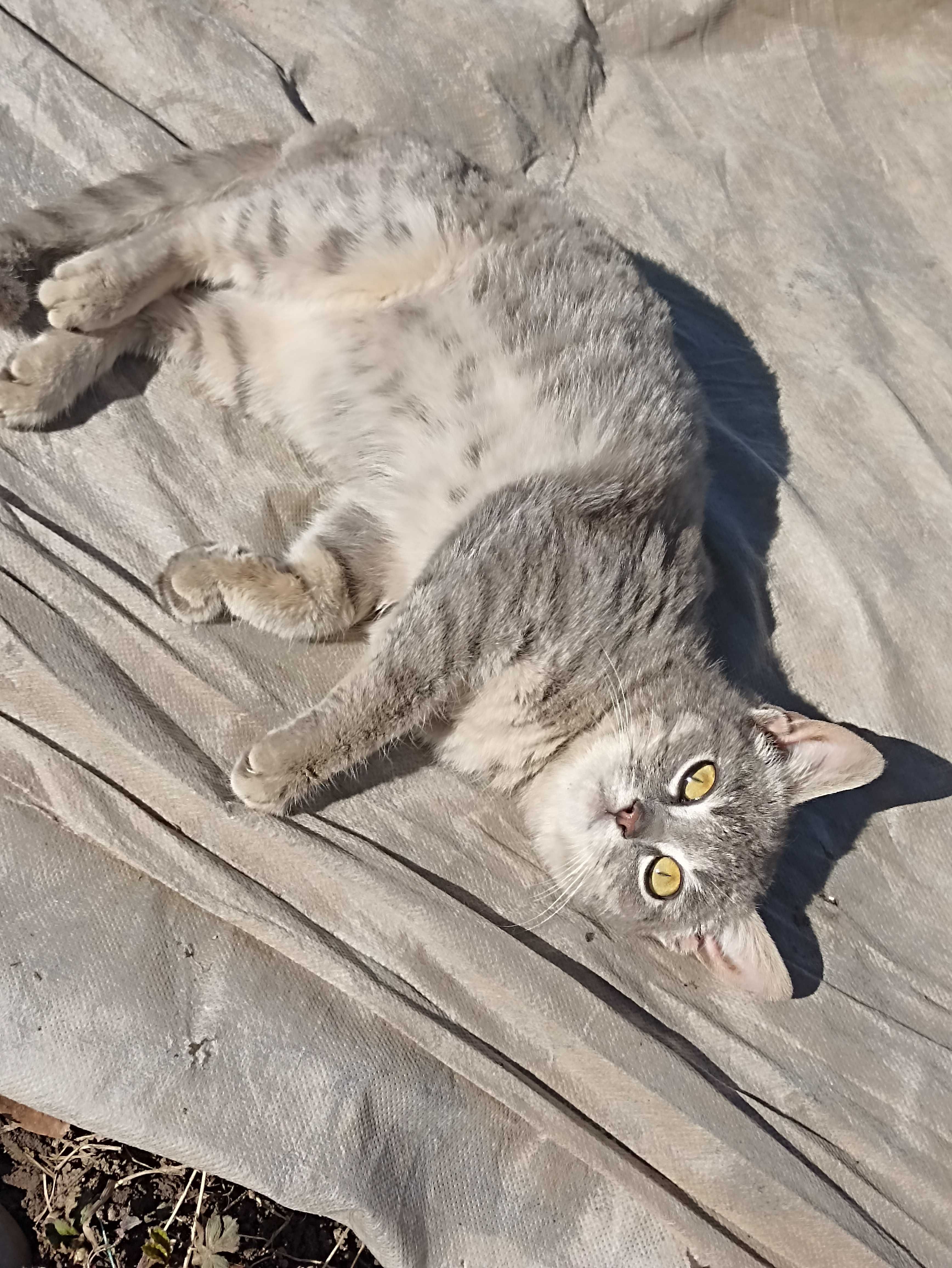Кошенята в добрі руки