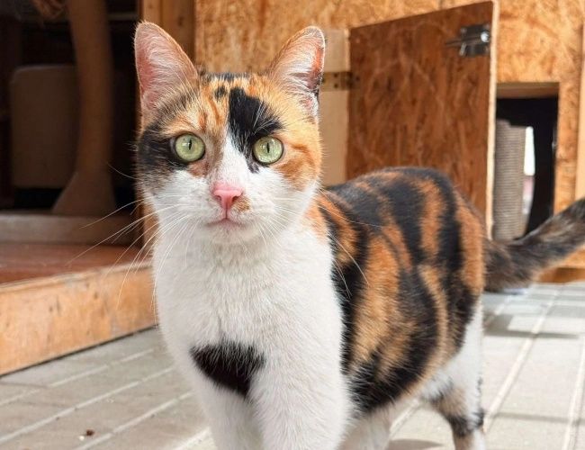Magi do adopcji!