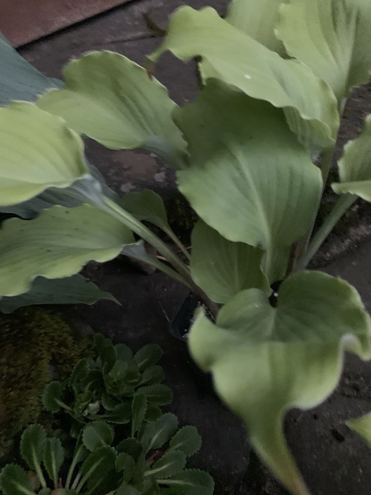 Funkia hosta Marylin Monroe