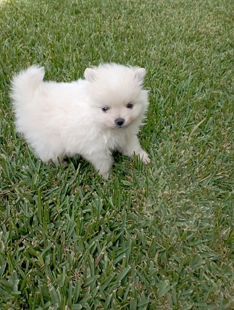 Lulu da Pomerânia miniatura