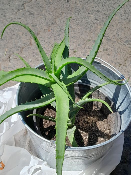 Продам Столетник