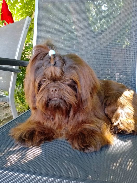 Czekoladowy Reproduktor Shih Tzu