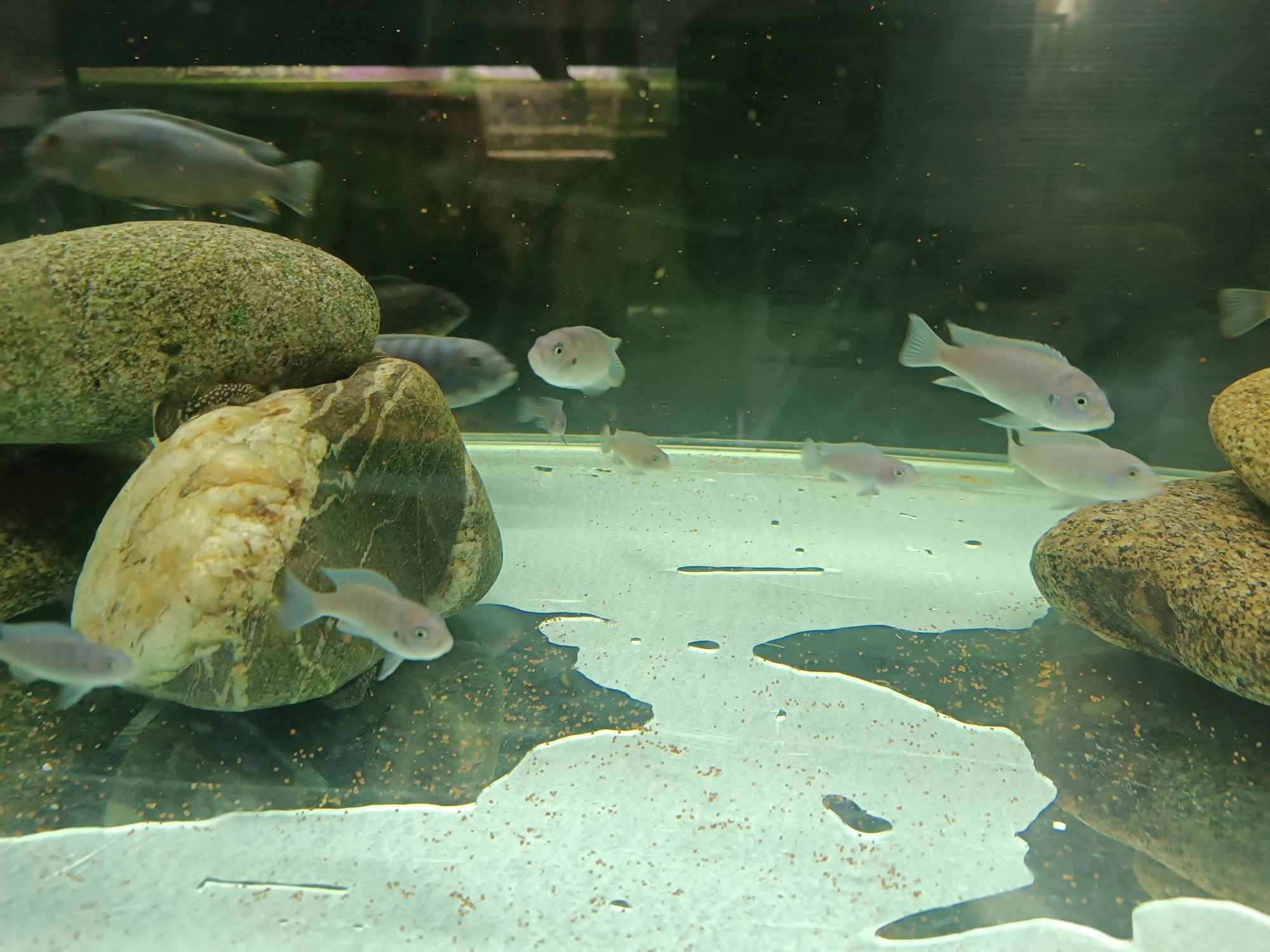 Cynotilapia Hara Gallireya
