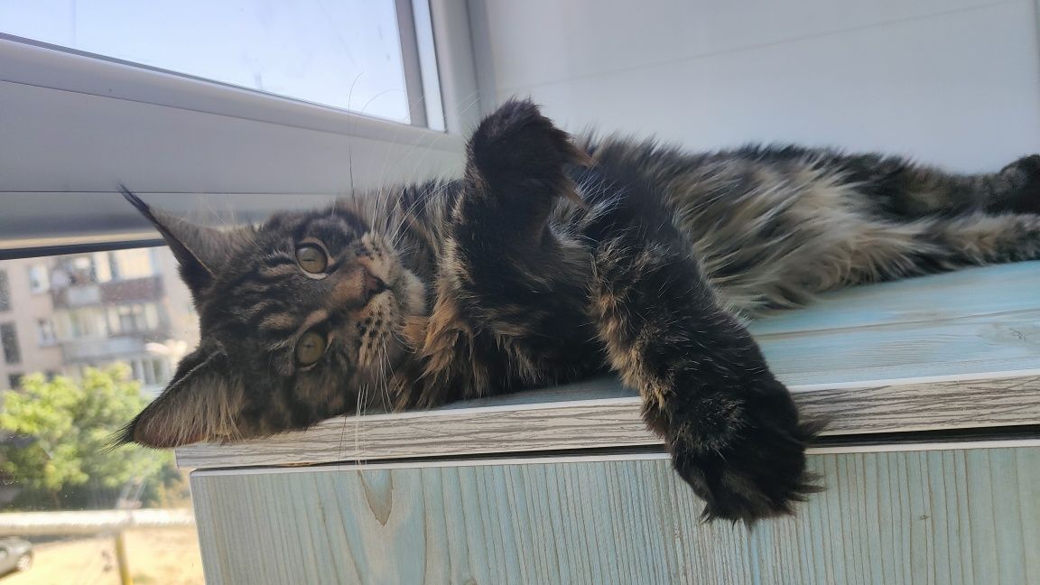 Ваша радость. Кошка Мейн Кун.
