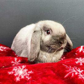 Mini Lop w barwie Sallander