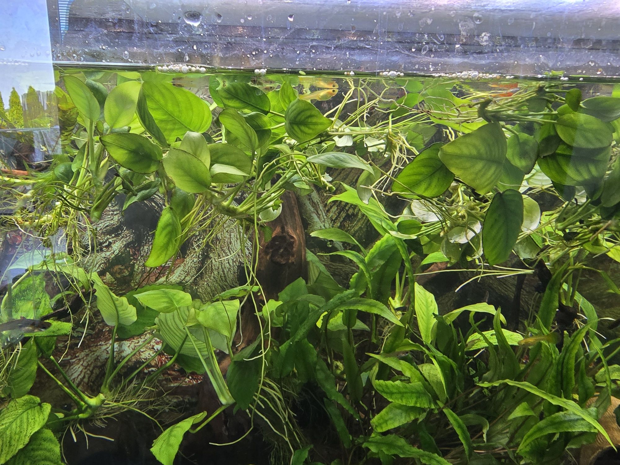 Anubias, sadzonki
