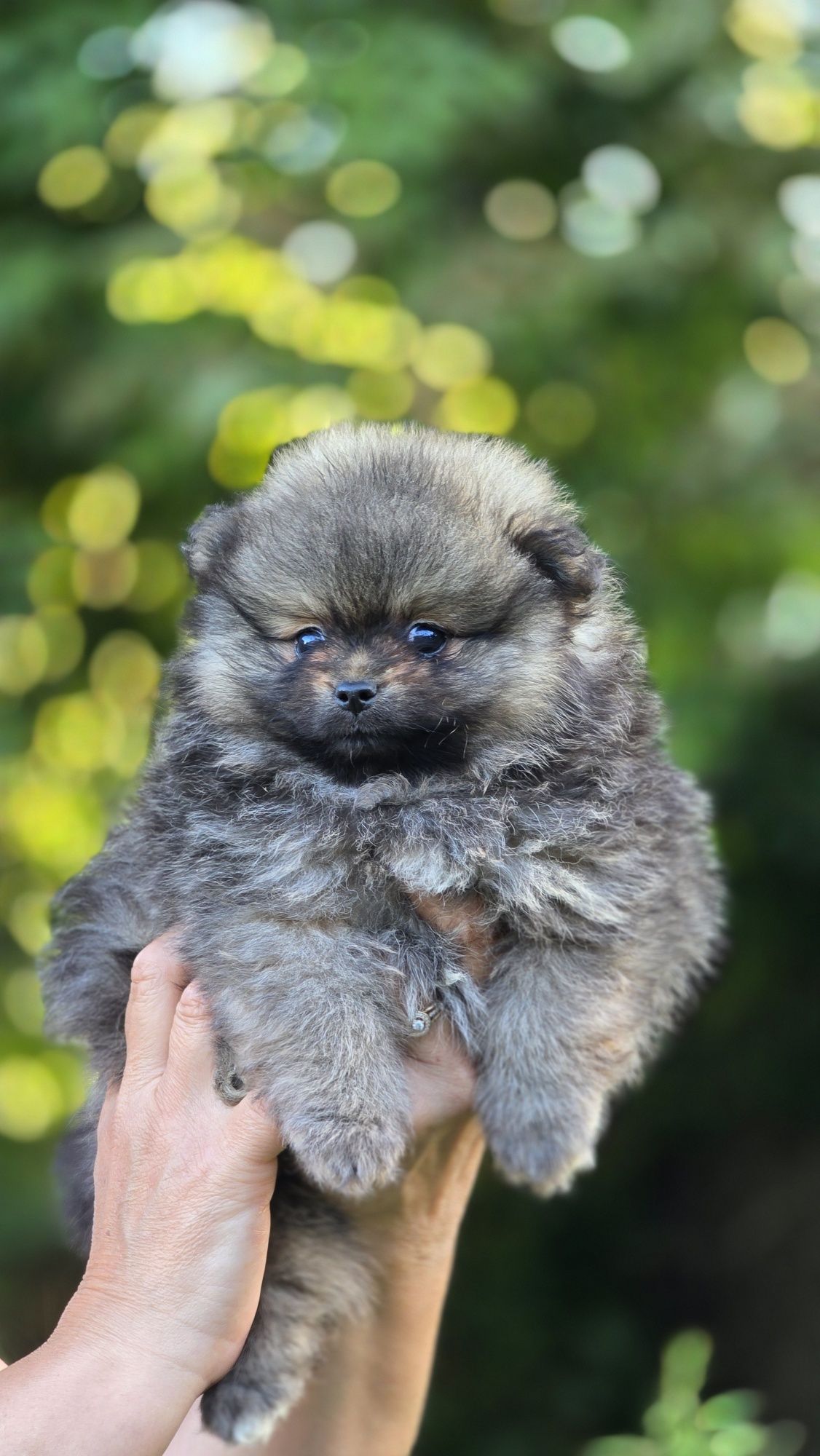 Pomeranian cudowny samczyk