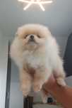 *Pomeranian Mini Piesek AXEL*