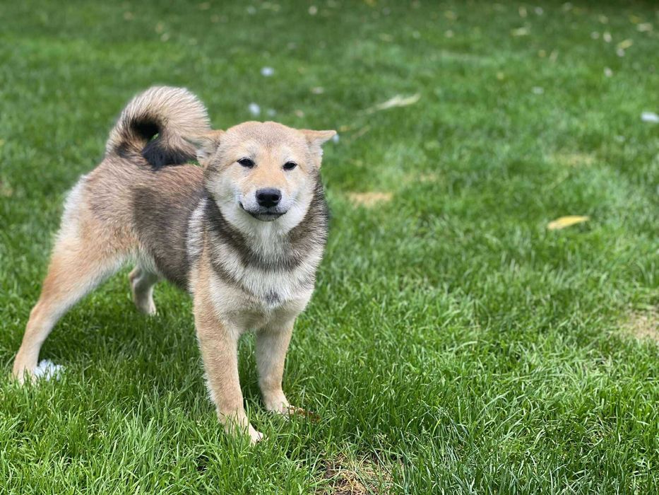 Shiba inu - suczka czerwona