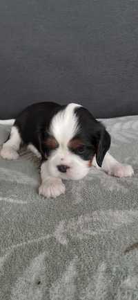 Cavalier king charles spaniel. Suczka tricolor.