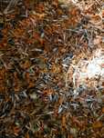 Aksamitka kwiat (Tagetes patula L. )  suszony mielony 400 g