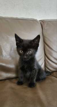 Отдам даром в добрые руки черных котят