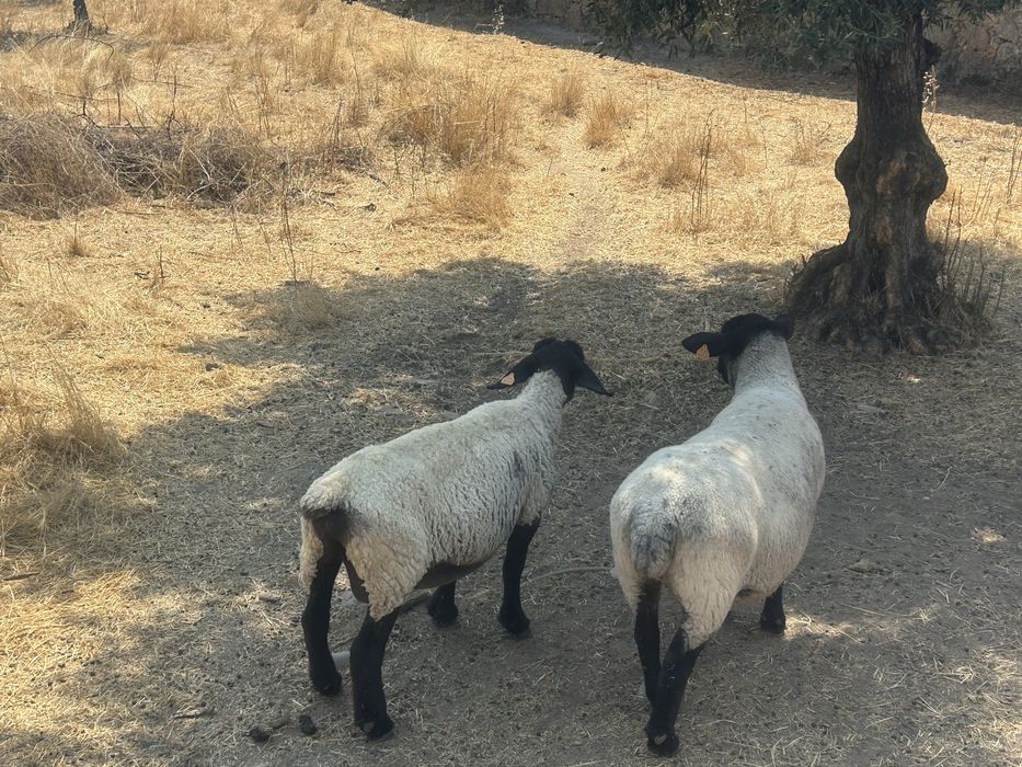 Borrego Suffolk Linha Inglesa Puro!